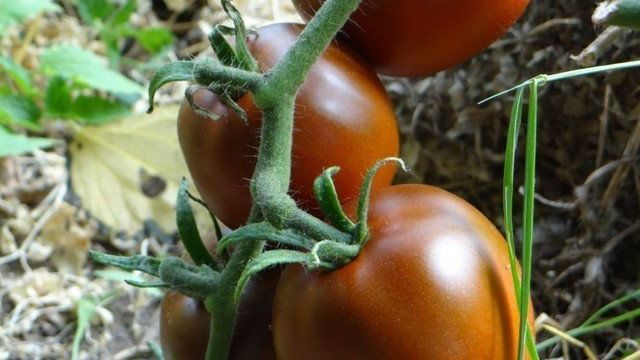 Характеристика и описание сорта томатов “Черная лакомка”