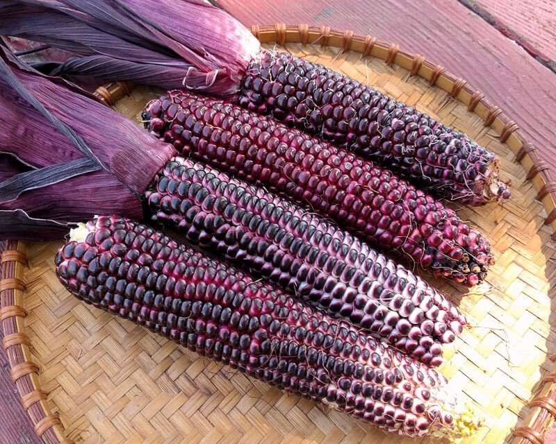 Искусственная кукуруза пурпурная