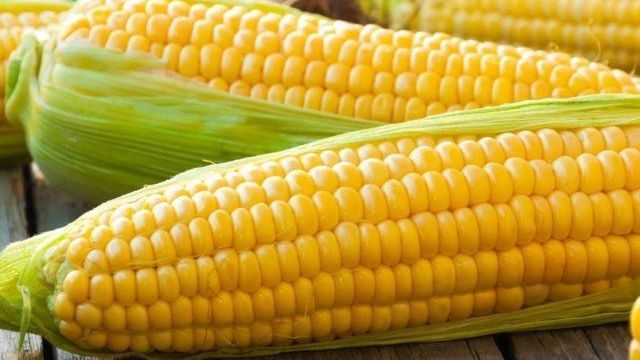 Как появилась кукуруза на земле