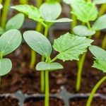 Как правильно сажать огурцы на рассаду: правила посева семян в домашних условиях