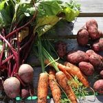 Как вырастить большой урожай картошки: летом