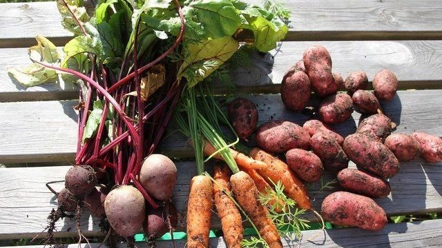 Как растет картошка: агротехника выращивания картофеля