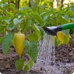 Watering the garden