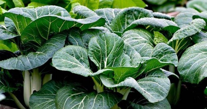 Капуста кочанная cabbage filderkraut hilmar
