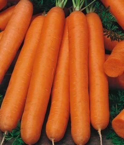 Морковь детская сладость
