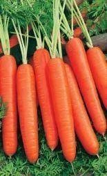 Морковь ред кор