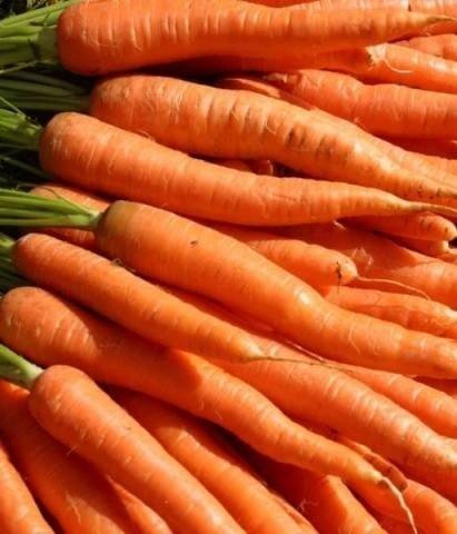 Морковь сорт тушон