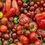 Какие сорта помидор самые урожайные для теплиц в Подмосковье