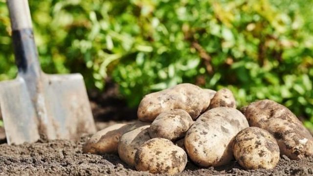 Картофель Бриз: характеристика и описание сорта, фото картошки, отзывы о её преимуществах и недостатках