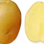 Картофель Брянский деликатес: характеристики сорта, отзывы