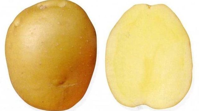 Картофель Брянский деликатес: характеристики сорта, отзывы
