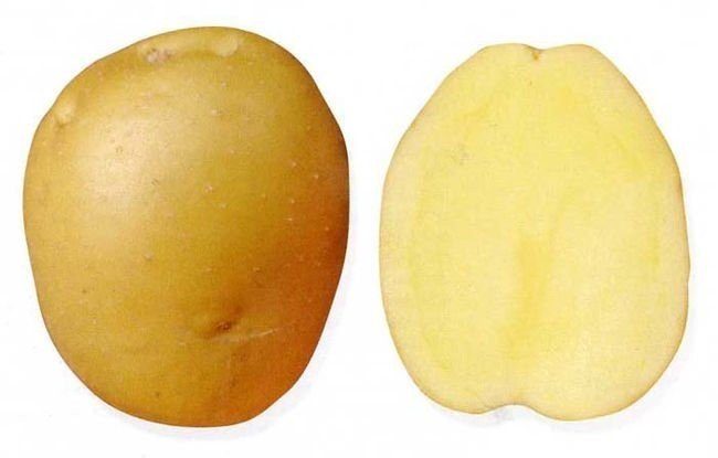 Сорт картофеля «даренка»