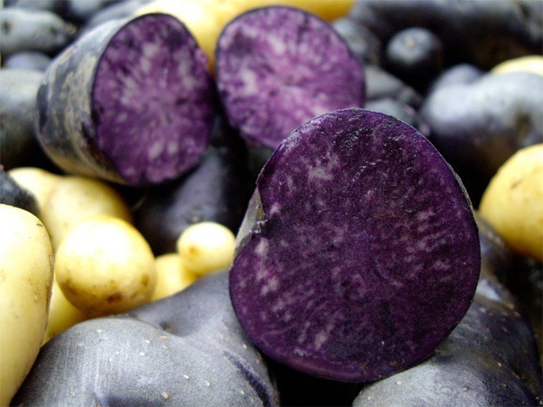 Фиолетовый картофель сорта