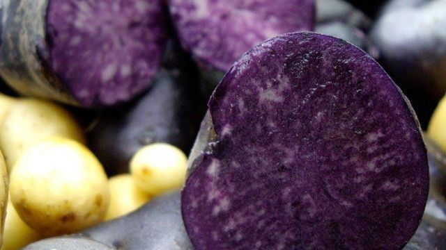 Картофель "Фиолетовый": характеристика и описание сорта, фото, отзывы, урожайность
