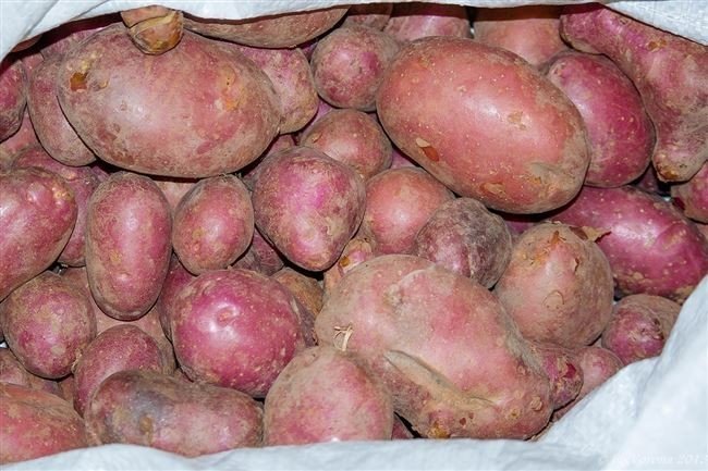 Сорт картофеля детскосельский