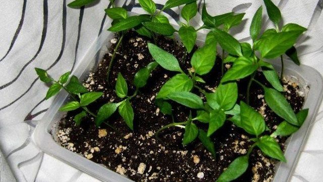 Комнатный перец "Огонек" — посев и выращивание рассады