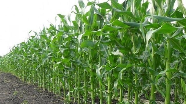 Кукурузный силос — технология возделывания культуры