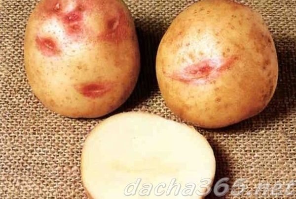Картофель сорт красноглазка