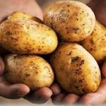 Лучшие сорта картофеля для Сибири, Урала, юга и средней полосы