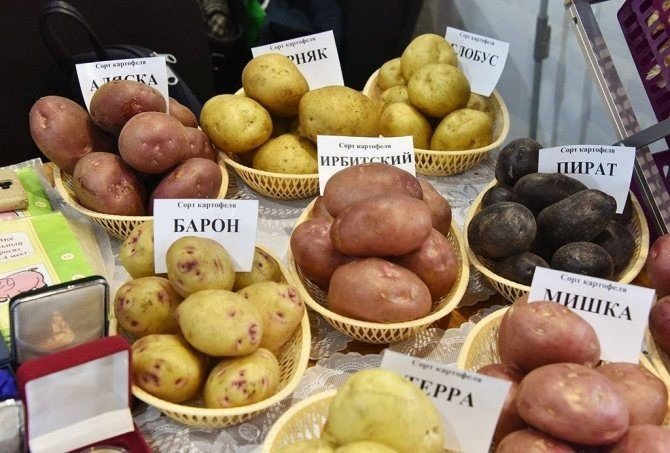 Сорта картофеля для свердловской области