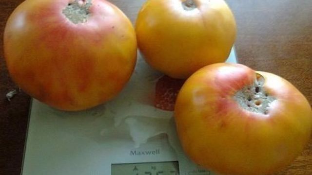 Медовый салют – румяный томат на радость огороднику