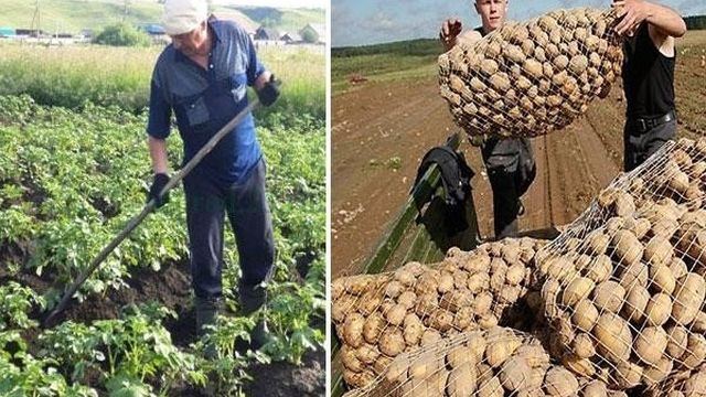 Обзор характеристик и описание сорта картофеля Винета, выращивание и уход