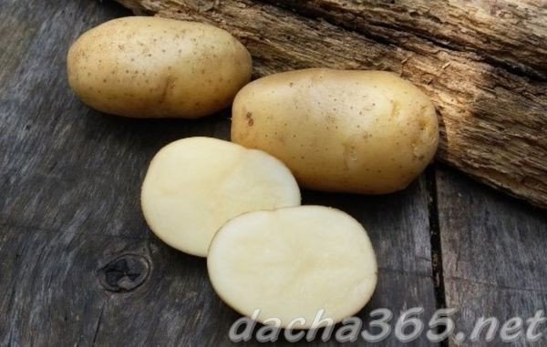 Картофель сорт «вятка»