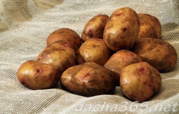 Картофель свитанок киевский