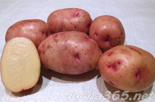 Картофель жуковский ранний