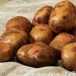 Обзор и характеристики лучших сортов картофеля для Западной и Восточной Сибири