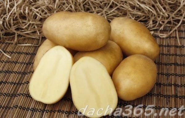 Сорт картофеля голубизна