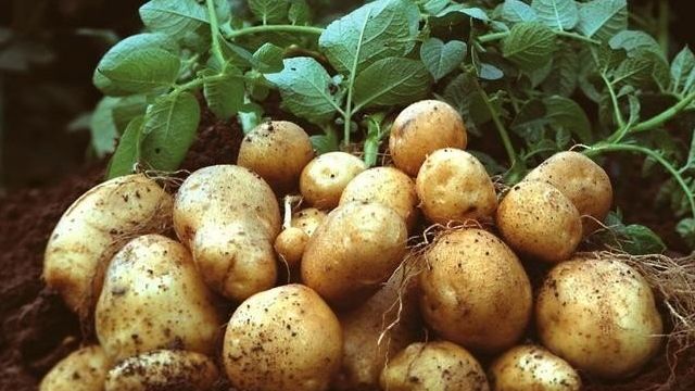 Описание и характеристика картофеля сорта Лилея, посадка и уход