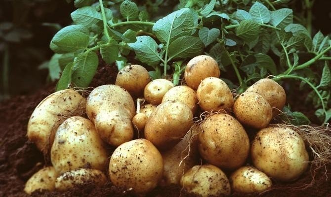 Сорт картофеля боровичок