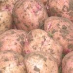 Описание и характеристика сорта картофеля Ильинский, посадка и уход