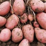 Описание картофеля Уника