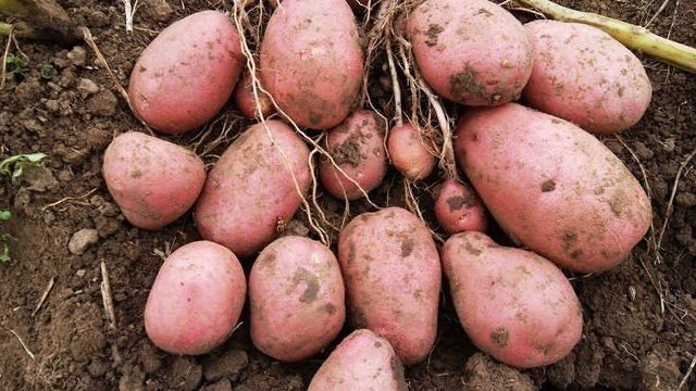 Сорт картофеля Уника: описание сорта