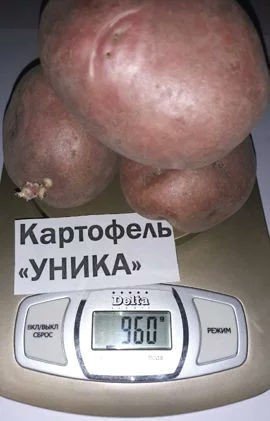 Сорт картофеля уника