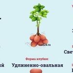 Описание сорта картофеля Ред Леди, особенности выращивания и урожайность