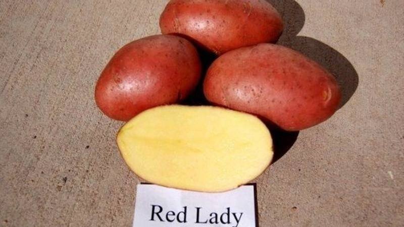 Ред скарлет картофель