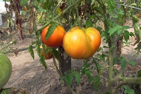 Сорт томата король сибири