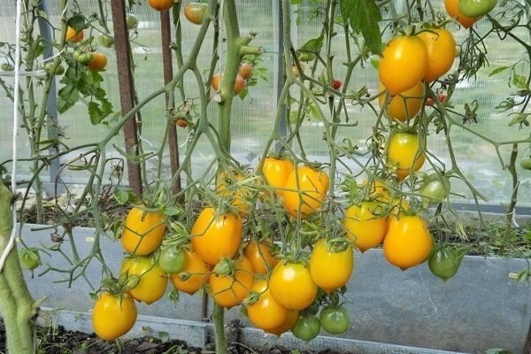 Тарасенко помидоры желтые