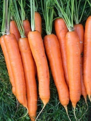Морковь осенний король