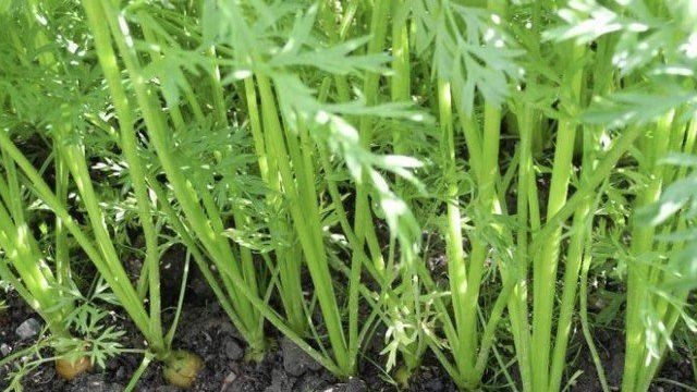 Подробная характеристика и агротехника выращивания моркови сорта Болеро F1