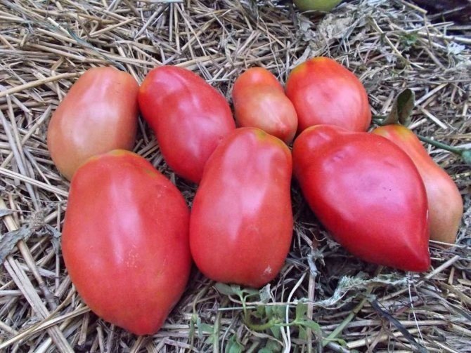 Минусинские стаканы томат