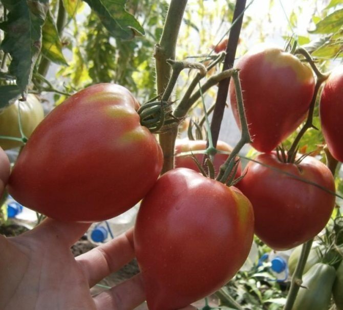 Сорт томата африканская лиана
