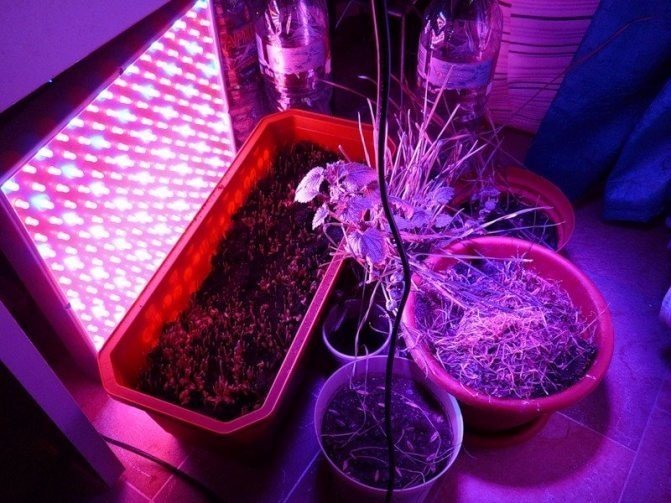 Лампы для досвечивания комнатных растений
