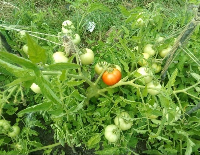 Низкорослые томаты семко