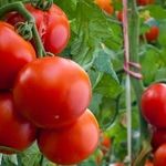 Помидоры «Любаша»: описание, агротехника выращивания