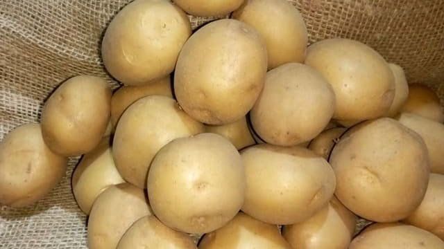 Выращивание раннего картофеля под агроволокном