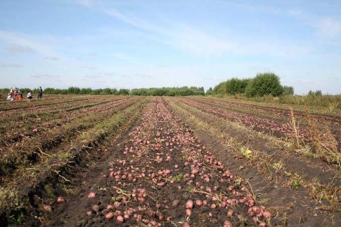 Картофельное поле в белоруссии